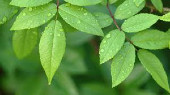Image of green leaves.